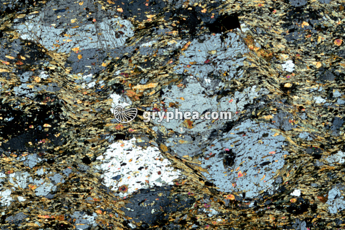 Schiste vert LPA x3,5 - gryphea.org